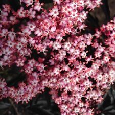 Holunder Black Lace ® rotes geschlitzes Laub rosa Blüten Sambucus racemosa