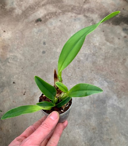 Cattleya maxima var - ., alba