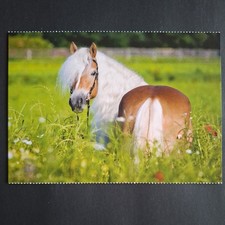 Pferdepostkarte AK Pferd Korsch Haflinger 06/2018