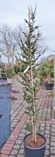 Cedrus libani Italie 2-2,5m