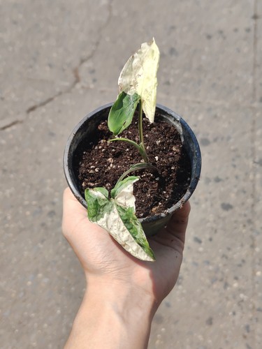 Rare syngonium albo variegated - rare,
