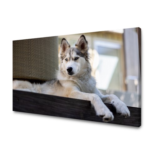 Leinwandbild tiere husky hund - tiere,