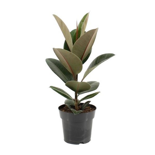Gummibaum ficus elastica - ficus,