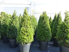 Ilex crenata Pyramide 130 - 150 cm Kegel Buchsbaum Ersatz winterhart + robust