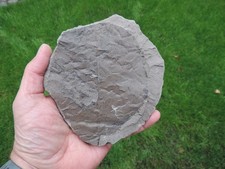 Pflanzenfossilien Populus balsamoides aus Kreuzau in NRW