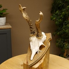 Rehgeweih abnormes Reh Geweih