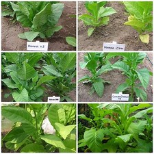 kubanische Tabaksamen Zigarren Zigaretten Tabak Sortenmix 6 kubanische Sorten