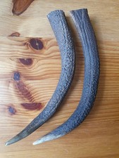 Geweihspitzen Abwurfstangen