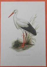 Weisser Storch Ciconia ciconia Klapperstorch Adebar Farbdruck 1958 Ornithologie