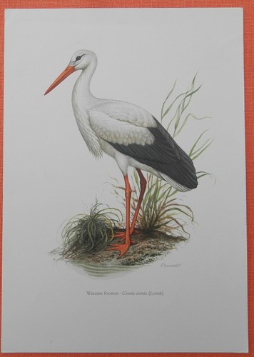 Weisser storch ciconia - weisser,