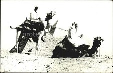 Kamel  Camel Chameau Ägypten Pyramiden