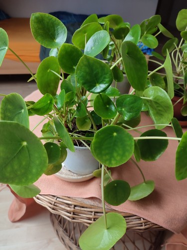 Pilea peperomioides ufo - ,