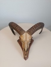 Mufflon Widder Geweih Gehörn