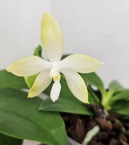 Taiwan orchidee phalaenopsis - taiwan,