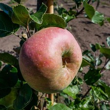 Apfelbaum Gravensteiner -