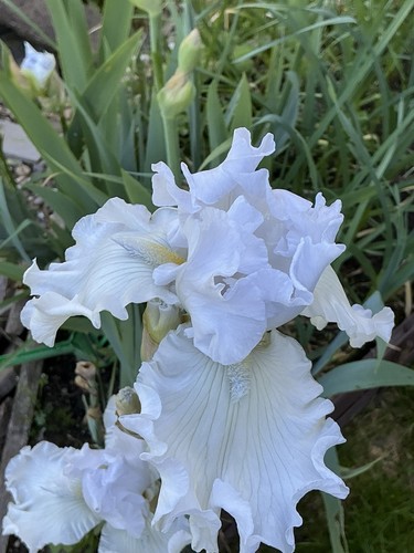 Schwertlilie iris jahre - .2,