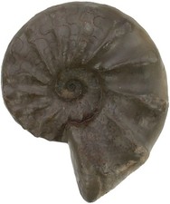 Trias ceratides nodosus - trias,
