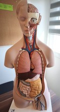 3B Anatomie Modell Torso
