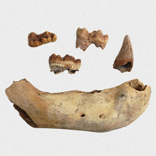 Fossil U. spelaeus