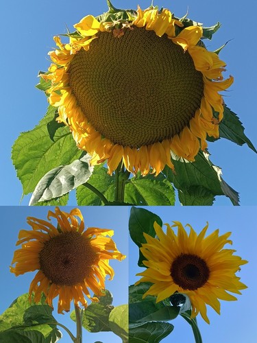 Riesen sonnenblumensamen - riesen-sonnenblumensamen, 3