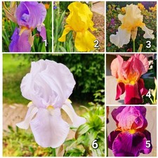 Hohe Bart-Iris Schwertlilien Rhizome winterhart / Stückpreis 