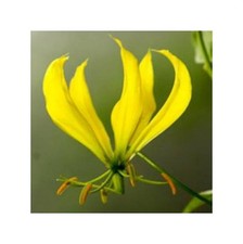 10x Gloriosa superba Yellow Ruhmeskrone Garten Pflanzen - Samen ID926