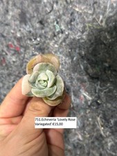 751.Pflanzen.Sukkulenten.Echev