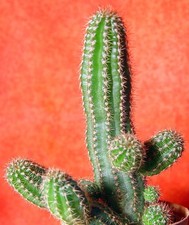 Chamaecereus Bernstein 12,5 cm groß Kaktus