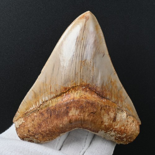 Megalodon zahn hai - megalodon,