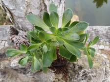Aeonium haworthii im Topf