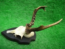Rehbock abnorm Korkenzieherbock Rehgehörn Rehgeweih Krickerl Geweih Gehörn Ö50