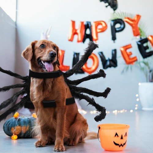 Halloween spinnenkostüm für - spinnenkostüm,