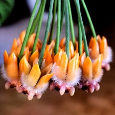 Hoya Wachsblume praetorii *Duftende Rarität! Top bewurzelt! Frischer Austrieb