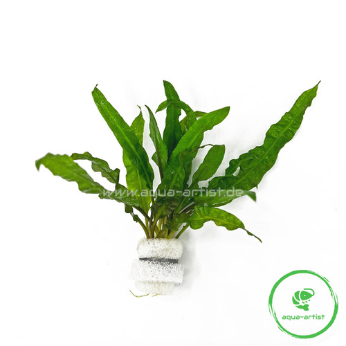 Cryptocoryne usteriana