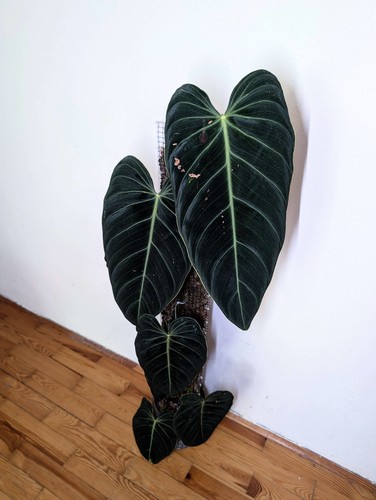 Philodendron melanochrysum - melanochrysum, xl