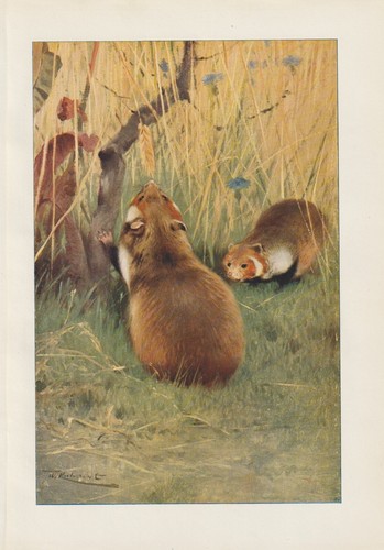 Feldhamster cricetus - feldhamster, (cricetus