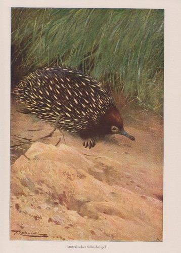 Australischer schnabeligel - australischer,