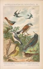 Singvögel Goldammer Star