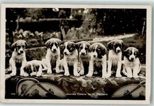 39602493 - Welpen Bernhardiner