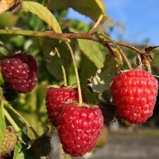 Autumn Bliss herbsttragende große aromatische Himbeere resistent 60-100 cm