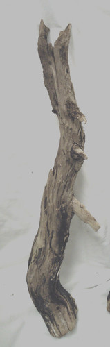 55cm stock stab - stab, ast