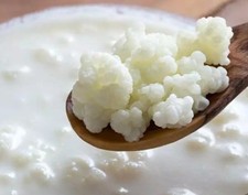 tibetanischer Kefir  Knollen