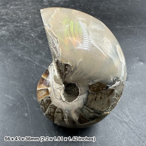 Versteinerter nautilus - versteinerter,