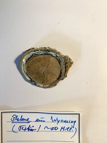 Versteinerte holz 5 - ×, 5,5