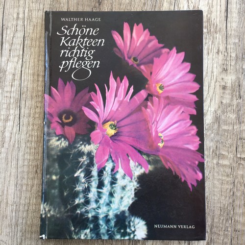 Schöne kakteen richtig - schöne,