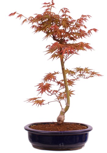 Bonsai acer palmatum - -,