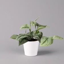 Scindapsus pictus 'Trebie' in Keramiktopf Dallas weiß, Topf-Ø 12 cm