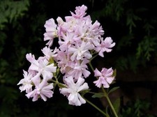 SAMEN Seifenblume "Saponaria