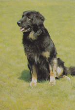 HOVAWART       * Postkarte  *  Postcard  #2