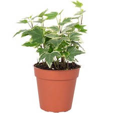 Gemeiner Efeu bunt - Hedera